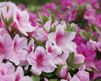 symbol_flower.png